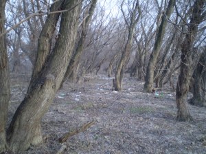 OLYMPUS DIGITAL CAMERA