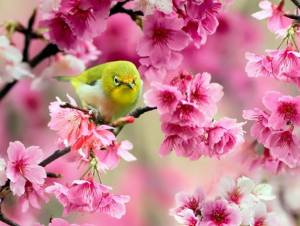 птица и трешња