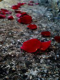 13007079_1164734040227227_3624862574996954325_n-1