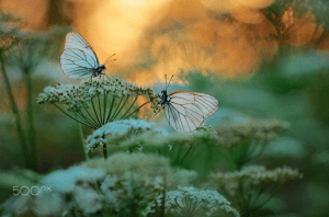 12108862_10153529124808297_7370871801419312994_n