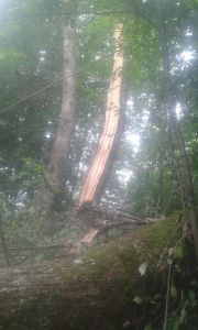 Svetlanin Hrast IMG-20160622-WA0000