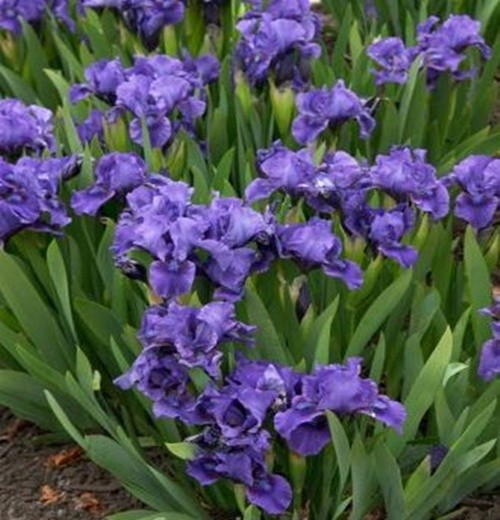 Patuljasta-plava-perunika_slika_O_36573349