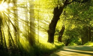 410681_jutro-sunce--foto-goodfon-xu_f