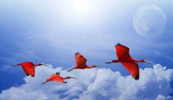 14448802_3623%d0%bf%d1%82%d0%b8%d1%86%d0%b5-16904100026_5966468801185168696_n