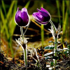 68239_168854039823504_100000967280150_345057_1378772_n