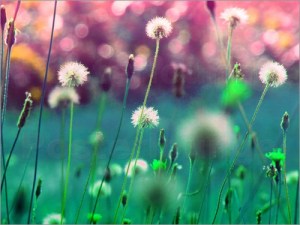 maslacak-die-farbenfluesterin-wilder-wiesenzauber-37581