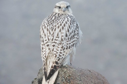 luksuz-fancy-beli-soko-sokolarstvo-emirati-katar-3