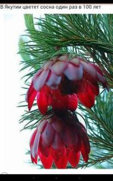 15726873_1842062656053872_8079751612681277543_n