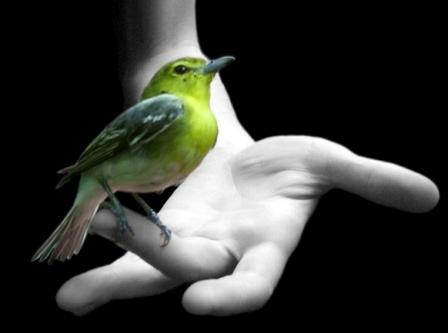 %d0%bf%d1%82%d0%b8%d0%b2%d0%b0-%d0%bd%d0%b0-%d1%80%d1%83%d1%86%d0%b8-anas