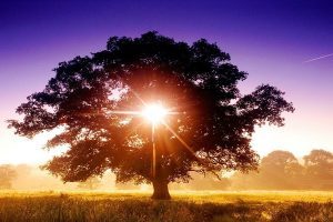 29647ae3a698209479d0472c2f1fa825-300x200-c-default