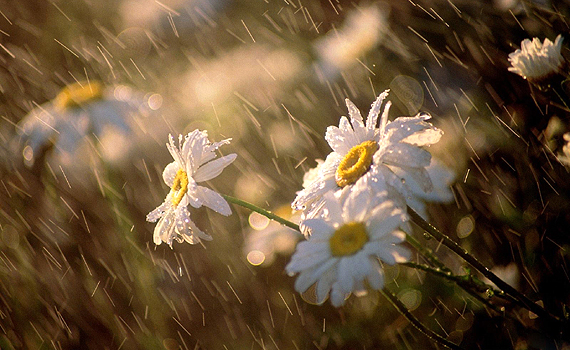 flowers-in-the-spring-rain1