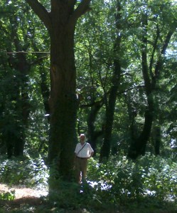 Резултат слика за ВИЛЕЊАК У ШУМИ, СЛИКЕ