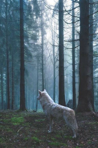 21078425_722782027915001_4879533093998502565_n