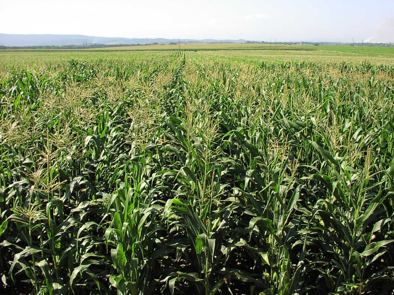 Kukuruz_je_ove_godine_dobro_rodio_u_celoj_Srbiji.jpg