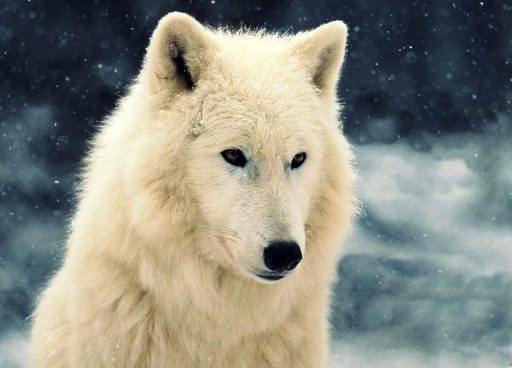 1235516_521692244574747_541843812_n