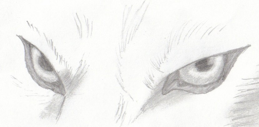 Wolf_eyes_by_Cunnucks_Eh