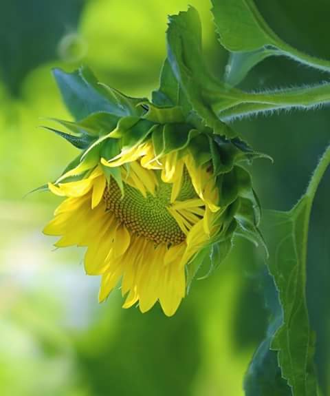 29683087_1361919167275049_6011017181828034628_n