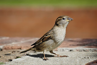 800px-House_sparrow03