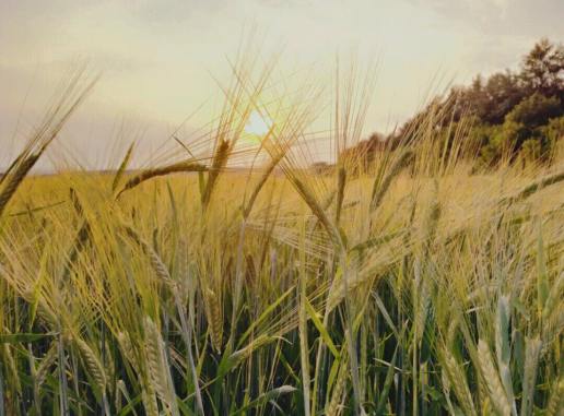 31960876_657306051277186_486633929374171136_n