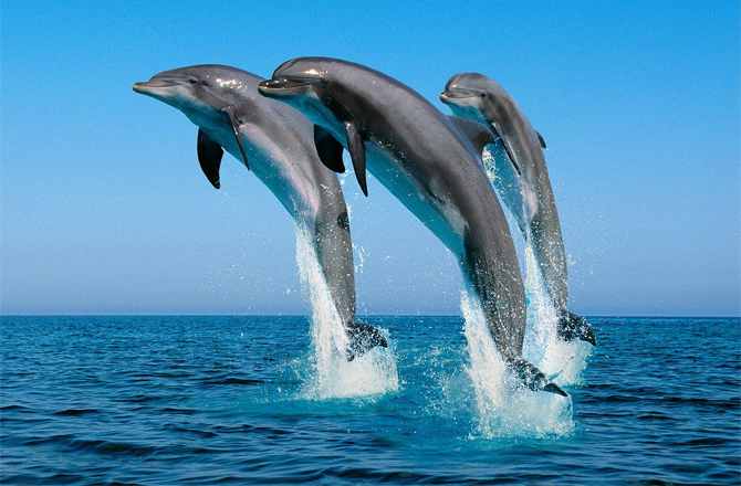 Delfini.jpg