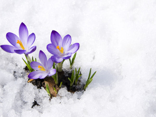 x26-winterflowers.jpg.pagespeed.ic_.zPYgsTn8Ge.jpg
